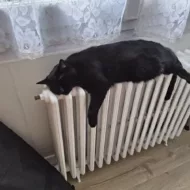 cathyp